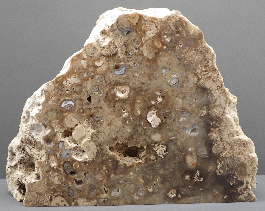 Polished Texas Agatized Fossil Gastropod Snails Cut to Stand Etsy