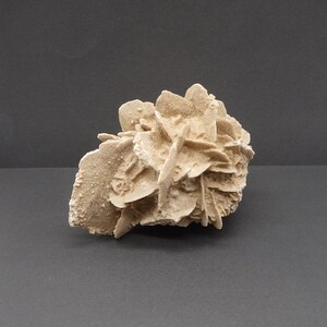 Great Detail Desert Rose from Chihuahua Mexico Selenite Rose Gypsum Rose Sand Rose 4.4 inches long