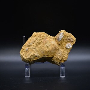 Multi Bivalve Neithea Fossil