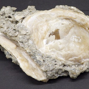 Great Shell Half Rucks Pit Golden Calcite Clam UV Reactive Fossil Clam Mercenaria permagna