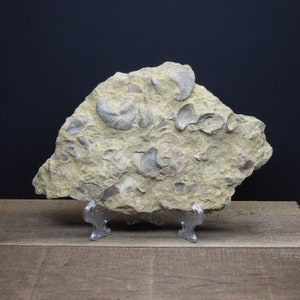 Plate of Texas Fossil Oysters of the species Texigryphaea