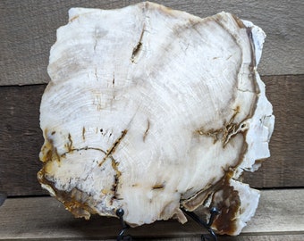 Large Slab of Polished Petrified Bald Cypress Wood from Saddle Mountain, Washington