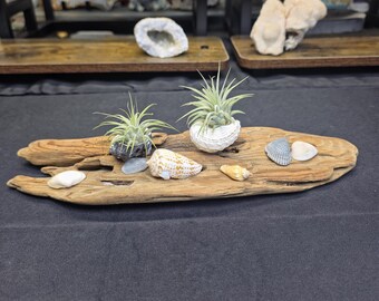 Driftwood Seashell Air Plant Garden – Coastal Beach Arrangement, Live Tillandsia Centerpiece