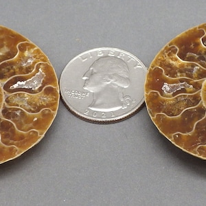 Ammonite Fossil Pair Red Iridescent Shell from the Mahajanga Province of Madagascar