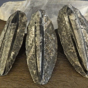 Polished Fossilized Orthoceras Specimen