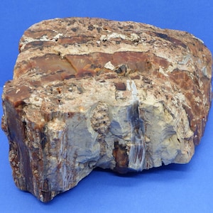 Large Natural Arizona Rainbow Petrified Wood Red White and Black Over 4 pounds