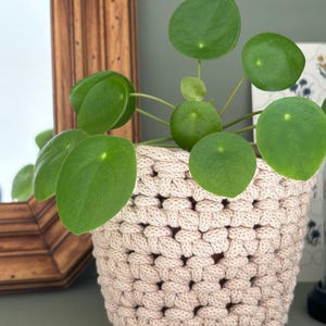 Könnte beinhalten: Ein hellrosa gehäkelter Übertopf mit einem dicken, strukturierten Webmuster. Der Topf enthält eine grüne Pilea peperomioides Pflanze mit runden, flachen Blättern, die sich von der Mitte der Pflanze in verschiedene Richtungen erstrecken.