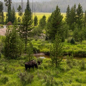 Moose Valley