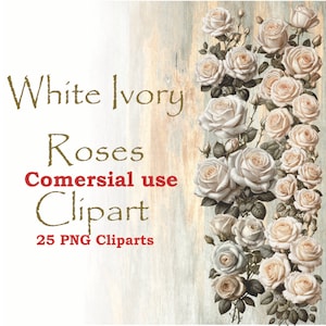 Weiße Rosen Clipart, Ivory Rosen PNG, weiße Rosen Clipart transparenten Hintergrund, weiße Rose Clipart Illustration, Vintage Rosen Clipart