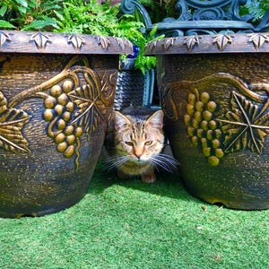May include: Two large, round, dark bronze-coloured planters featuring a raised relief design of grape clusters and vine leaves. The rim of each planter is decorated with a repeating leaf pattern. A tabby cat is positioned between the two planters.
