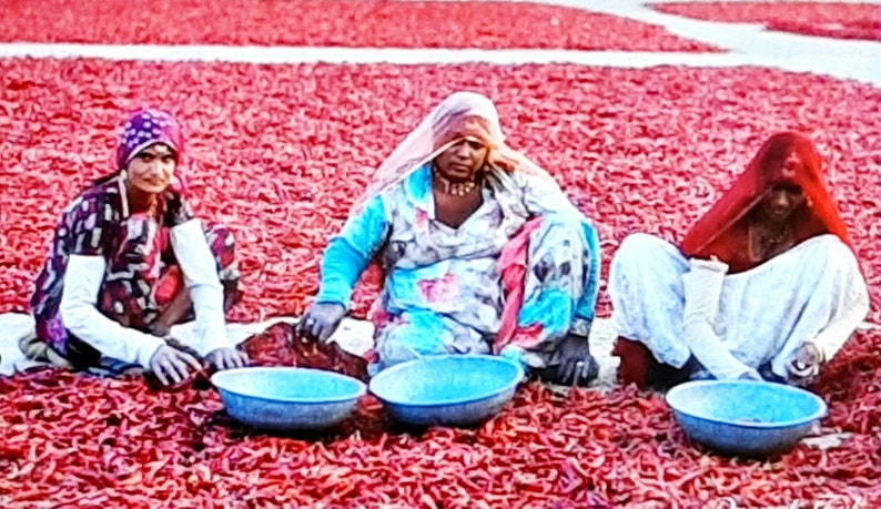 Pur Organic Jodhpuri Rajasthani Chilli Red Chilli Whole Indian and Pure Lal Mirch Sabut image 6