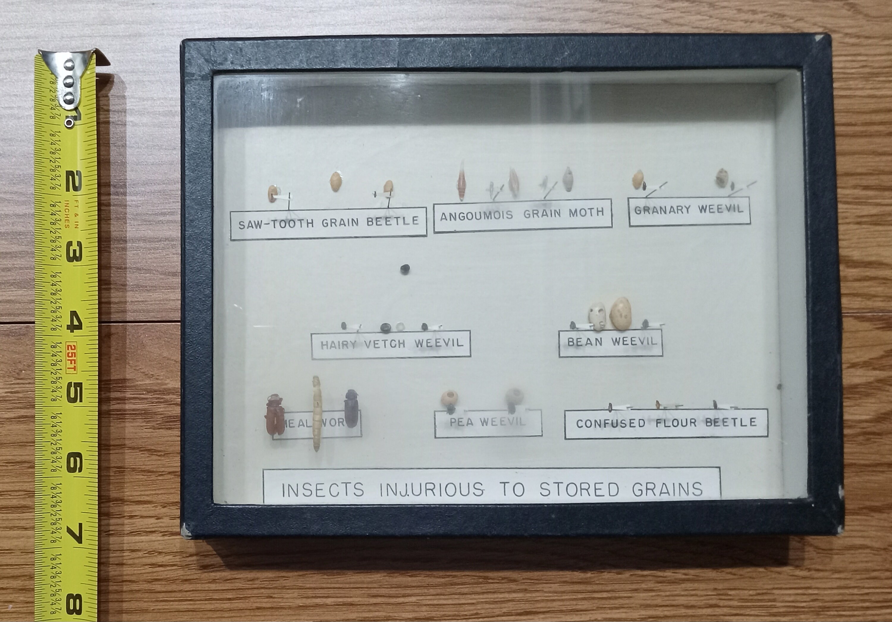 8x8 Cornell depth Insect Display Frame – Pin-It Entomological Supply