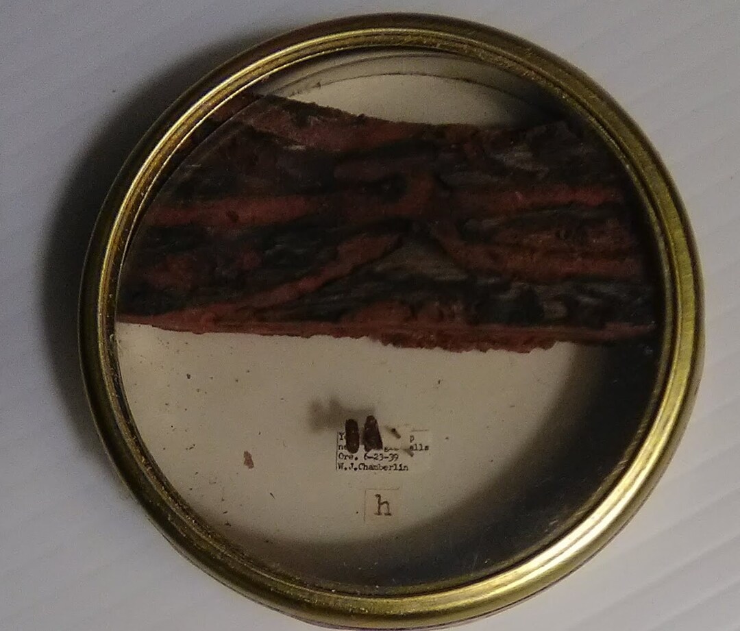Antique Entomology Bark & Insect Specimens Collected 1939 84 Years Ago ...