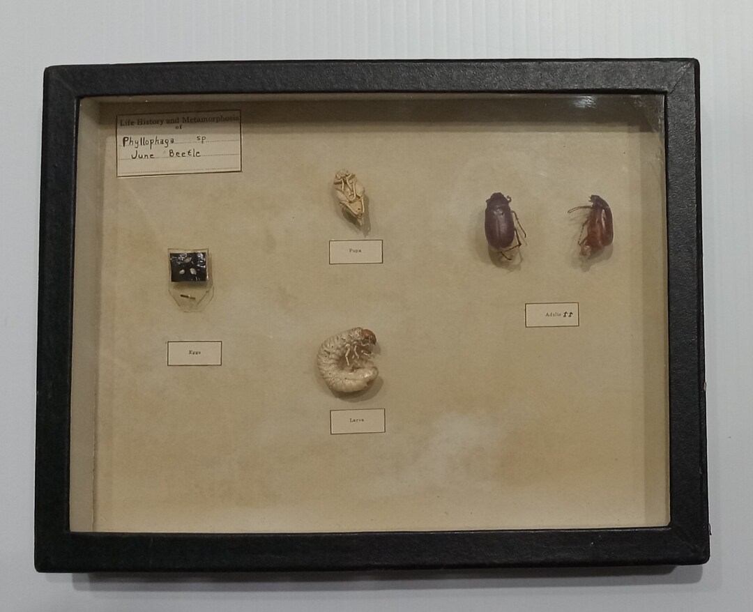 Vintage Ward's Pinned Insect Riker Mount Educational Display june ...