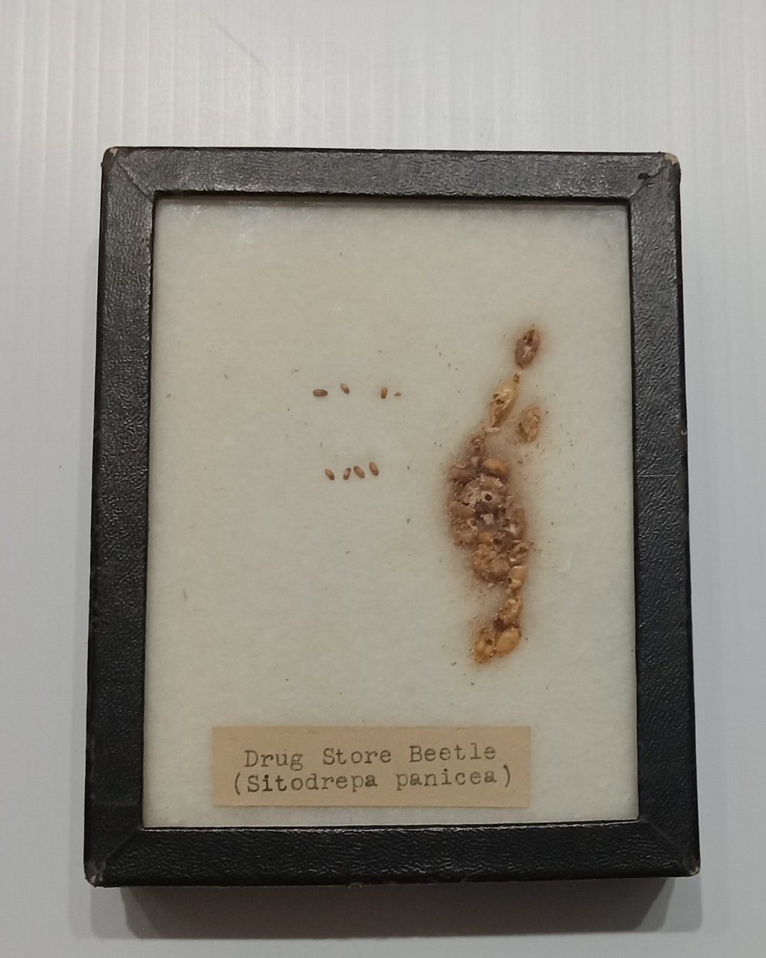 Antique Drug Store Beetle Vintage 4x5 Riker Mount Used by Oregon State ...