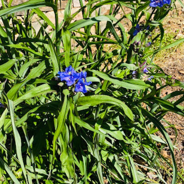 Spiderwort - Etsy