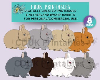 Netherland Dwarf Rabbit Clipart 2 for commercial use, stickers, cardmaking,