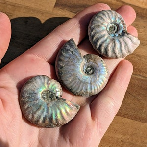 Puede incluir: Tres fósiles de amonitas iridiscentes, que muestran patrones en espiral y una gama de colores que incluyen azules, verdes y morados. Los fósiles se sostienen en una mano, con un fondo de madera.