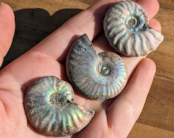 Könnte beinhalten: Drei schillernde Ammonitenfossilien, die Spiralmuster und eine Reihe von Farben wie Blau, Grün und Violett aufweisen. Die Fossilien werden in einer Hand gehalten, mit einem hölzernen Hintergrund.