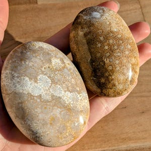 Fossilized Coral Palm Stones - You Choose