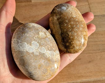 Fossilized Coral Palm Stones - You Choose