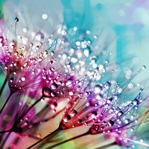 Puede incluir: Primer plano de un grupo de semillas de diente de león con gotas de rocío, mostrando un vibrante arcoíris de colores, incluyendo rosa, morado y azul.