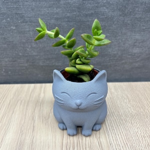 Könnte beinhalten: Ein kleiner, hellblauer Katzentopf mit einer grünen Sukkulentenpflanze. Der Topf hat ein lächelndes Gesicht und besteht aus einem glatten Material. Die Sukkulente hat kleine, grüne Blätter. Der Topf steht auf einer hellen Holzoberfläche.