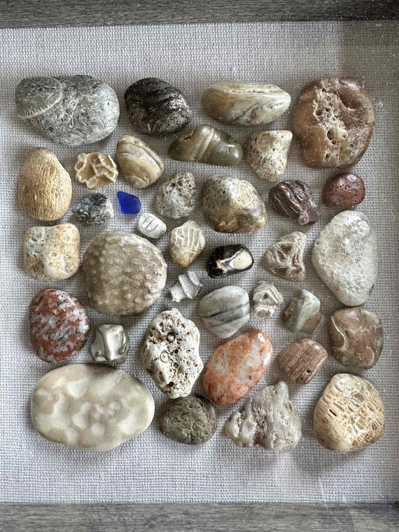 Lake Michigan Rocks and Fossils Shadowbox Etsy