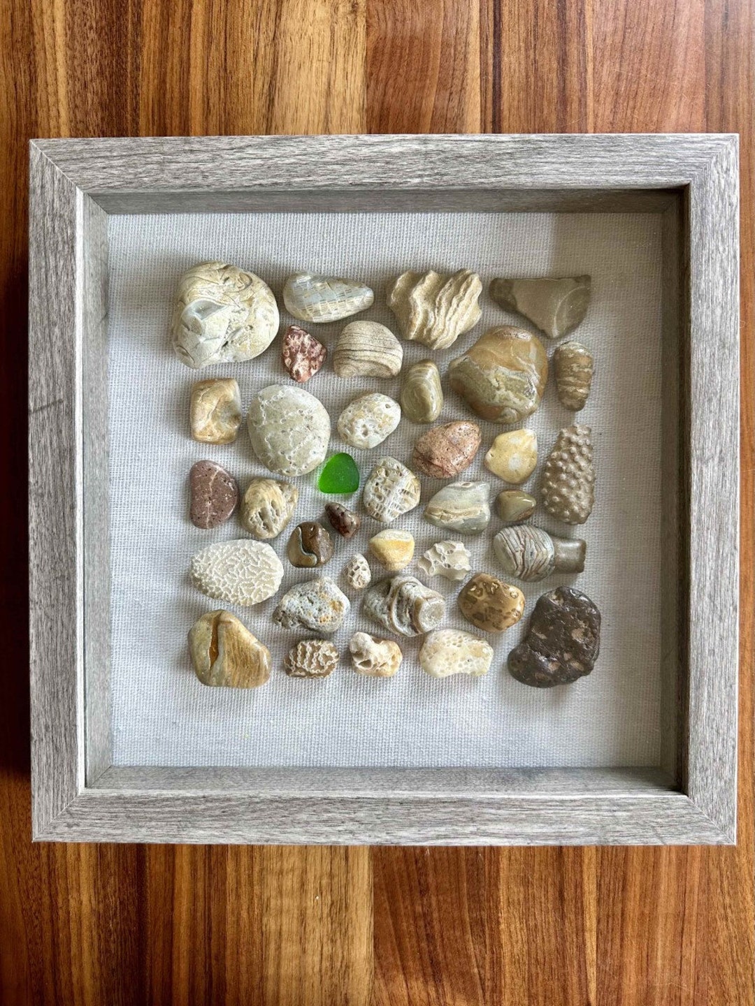 Lake Michigan Rocks and Fossils Shadowbox Etsy