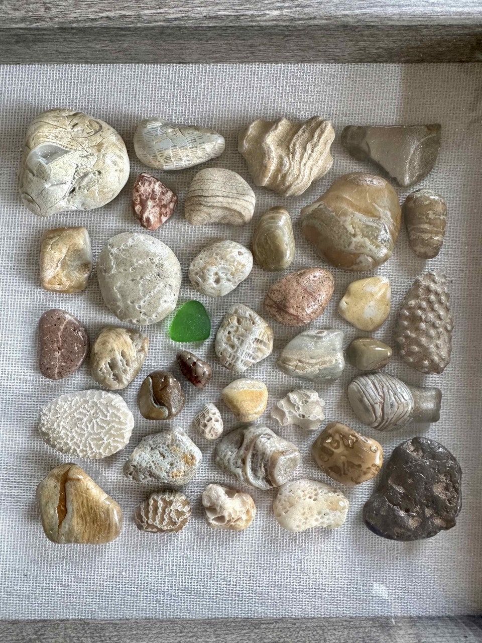 Lake Michigan Rocks and Fossils Shadowbox Etsy
