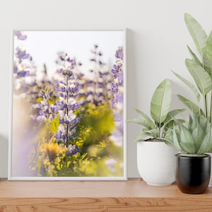 090 Icelandic Landscape Wall Art - Lupin Flower Portrait - Home decor - Iceland Spring Photography - Iceland Photography - Digital Download