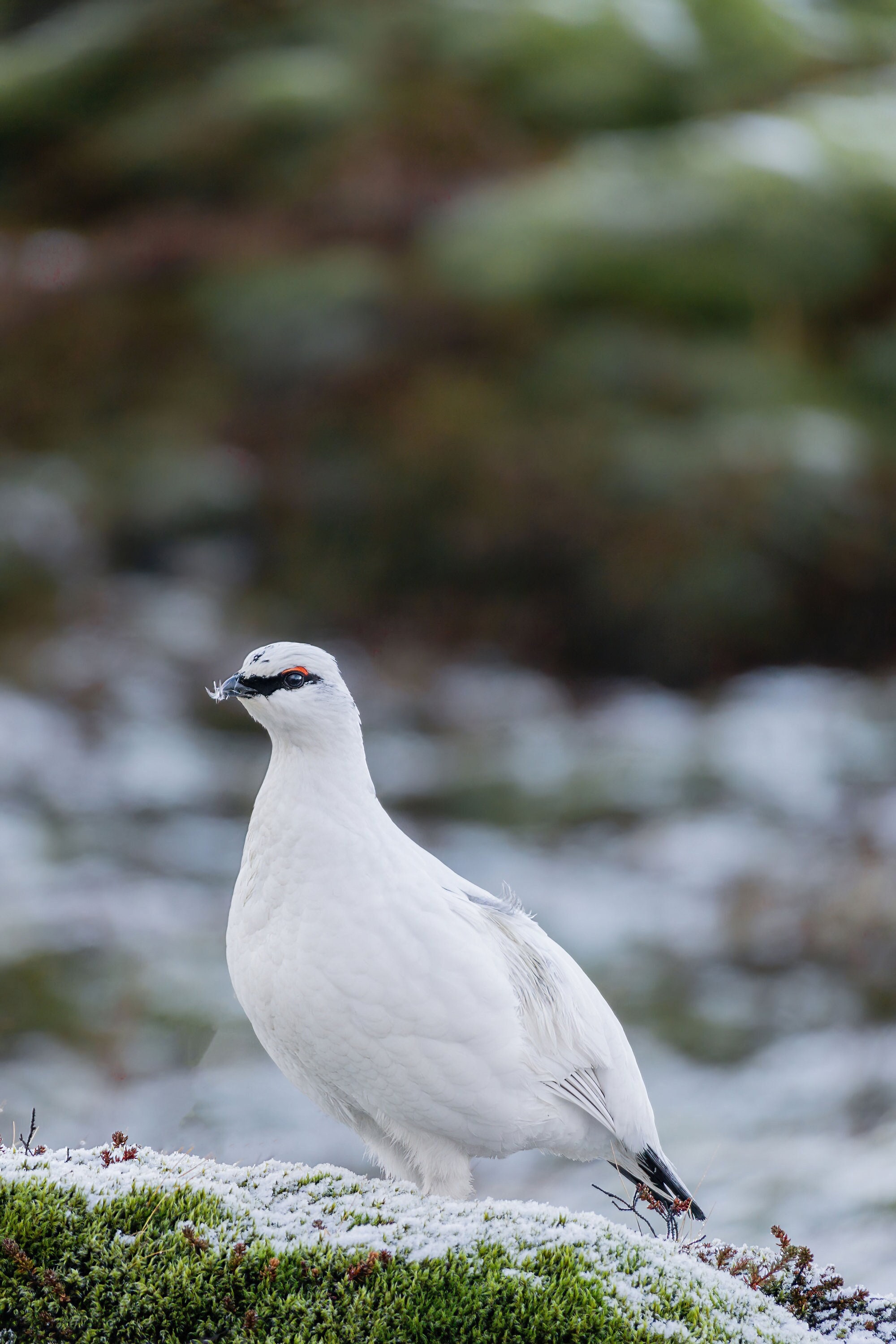 047 Icelandic Bird White Partridge Print - Ptarmigan Wall Art - Bird ...