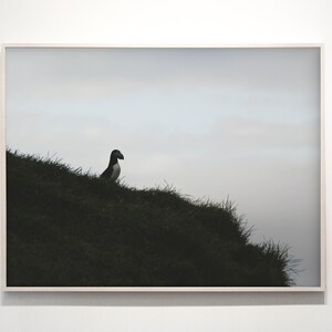099 Icelandic Bird Print - Puffin Wall Art - Puffin Home Decor - Bird Nature Fine Art - Iceland Portrait Download - Nature Photography