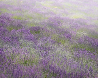 066 French Lavender Wall Art - Lavender Field view -  Lavender Photography - Provence wall art Photography - Digital Download