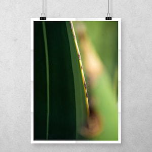 019 Plant Details - Cactus Macro Photo - Agave Wall Art - Garden Home Decor - Cactus Photography - Thorns Photo - Cactus Wall Art Decor