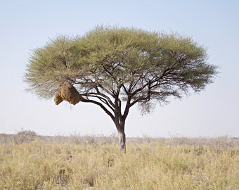 015 Namibian Landscape - Africa print - Wall art - Home decor - Savana art - Savana Tree fineart - Wild nature room decor - Africa download