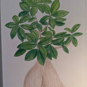 Ginseng Ficus Drawing ~ Print ~ Colored Pencils ~ Bonsai Booty