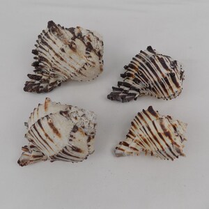 May include: Four sea shells with a white base color and dark brown striped patterns. Each shell features a textured, ridged surface with a spiral shape and pointed edges along the outer rim, displaying natural variations in size and markings.
