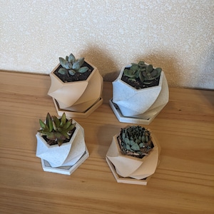 May include: Four small succulent plants in geometric concrete planters with a white and beige speckled finish. The planters are on a wooden surface.