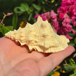 Tagua Nut Shell, Ivory Nut Shell