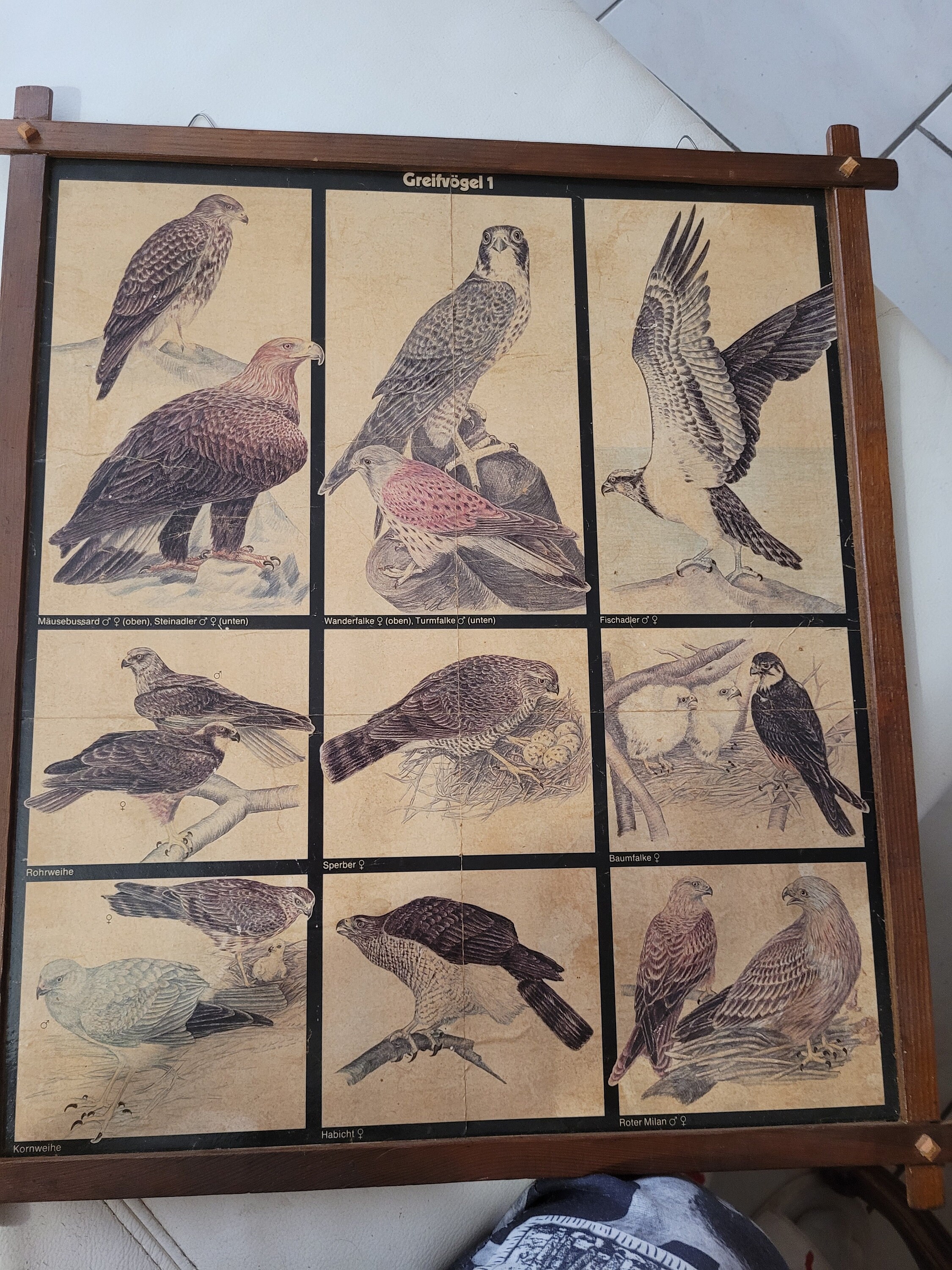 8 Tableaux Pour Les Amoureux Des Oiseaux Magnifique Ancienne Collection d'oiseaux, Affiches Imprimée