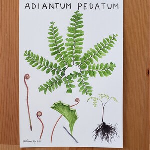 Maidenhair Fern Native Plant Giclee Print of Botanical Watercolor Painting