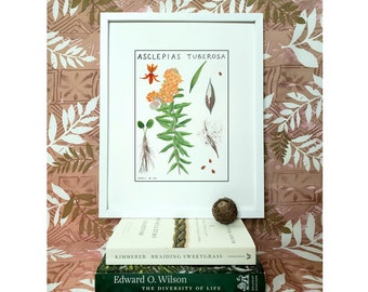 Schmetterling Wolfsmilch Native Pflanze Giclee Druck von botanischen Aquarellmalerei