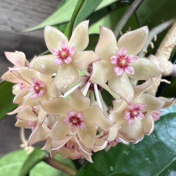 Hoya Polystachya Plant