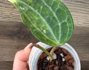 Hoya Pubicalyx RHP Outer Variegated Splash - Etsy