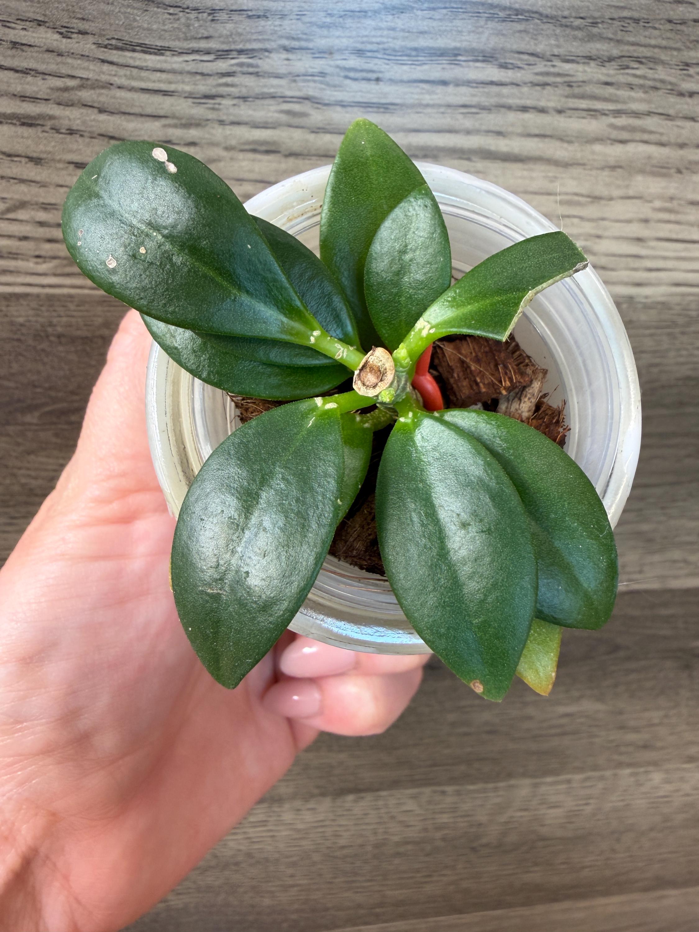 Hoya pachyclada ′ Lotus Dragon′ Hoya Pachyclada Snow Lotus - Etsy
