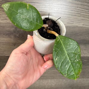 Hoya Verticillata Wayang