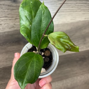 Hoya Chunii