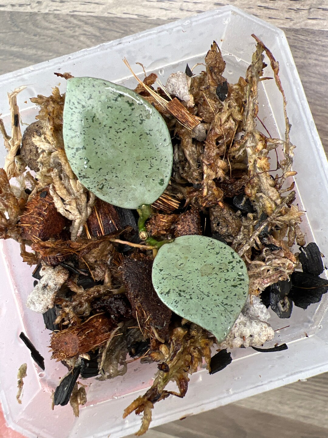 Hoya Lacunosa Mint Coin Etsy