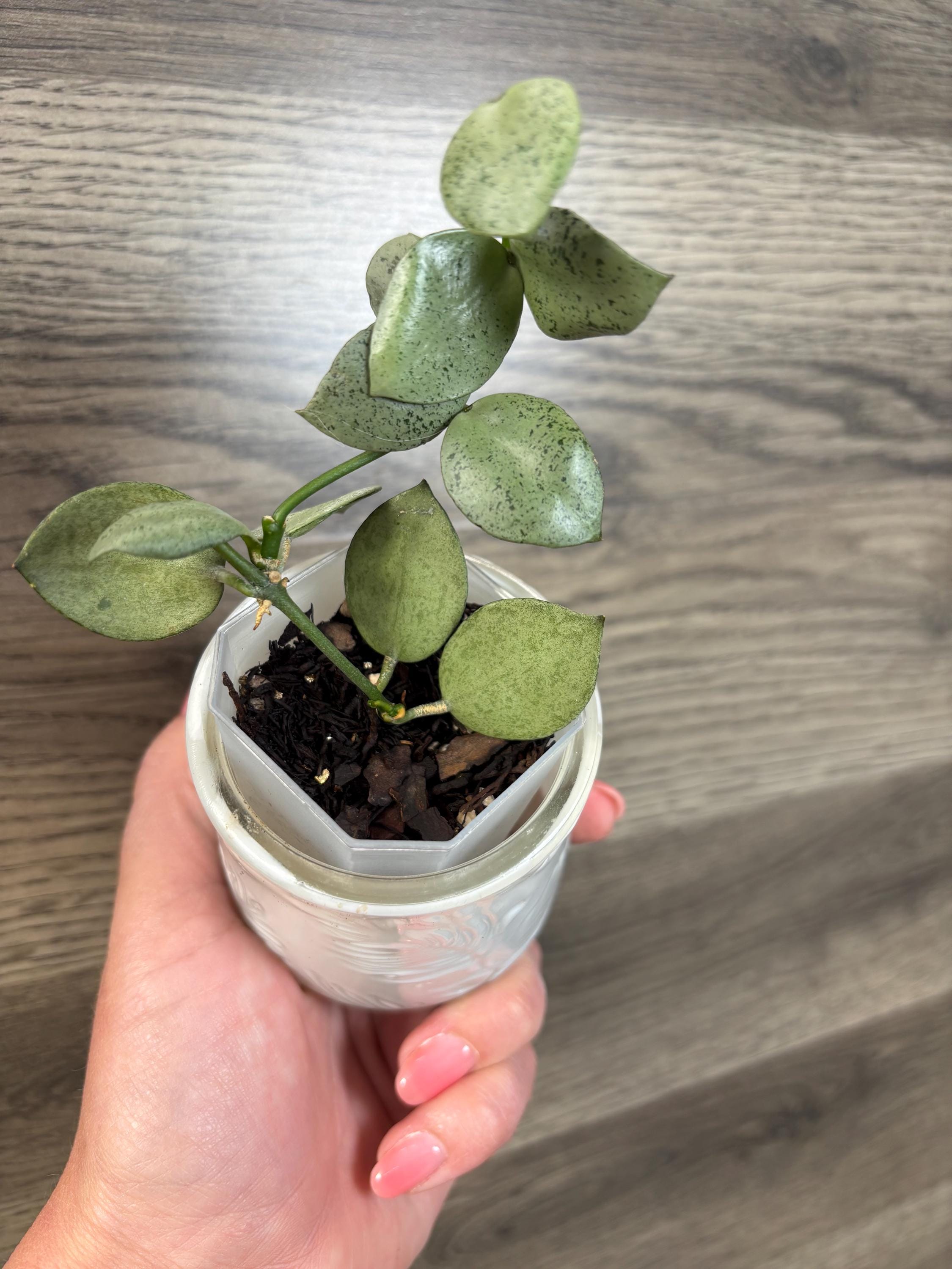 Hoya Lacunosa Silver Mint Coin - Etsy
